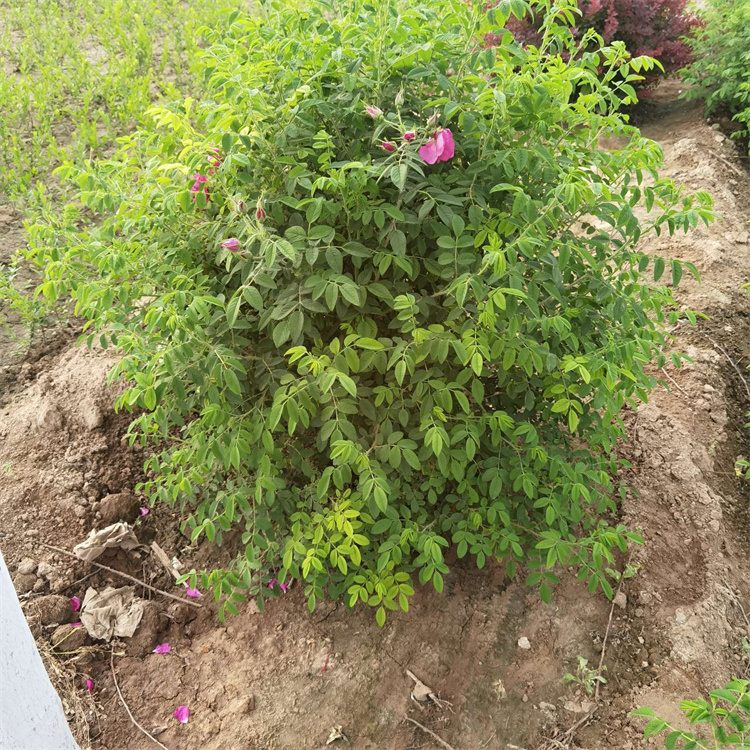 食用玫瑰种植基地