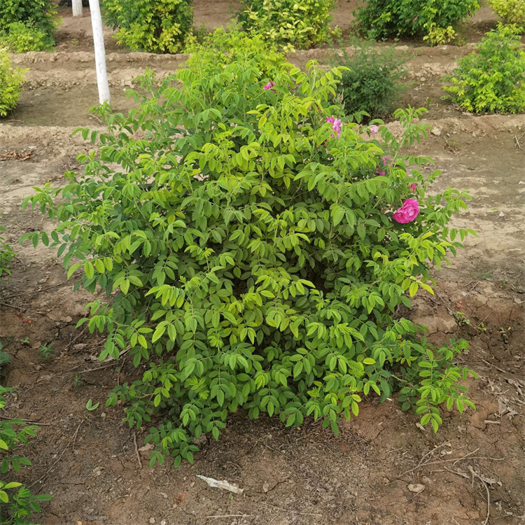 食用玫瑰种植基地