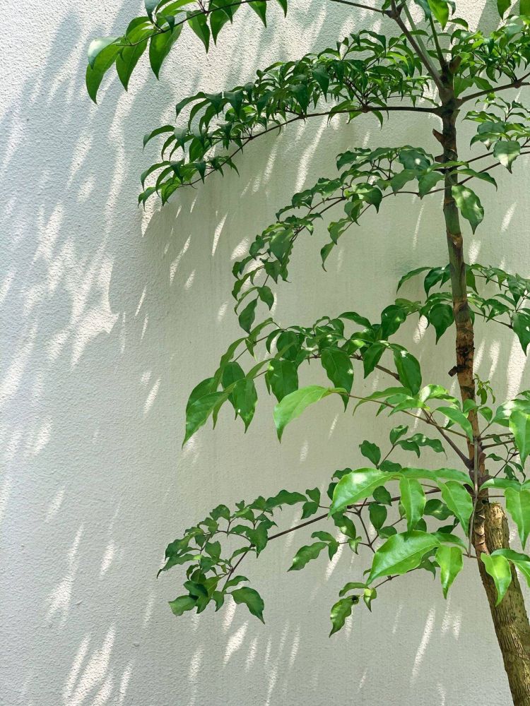 100平米现代风别墅花园植物搭配配置设计实景图示-成都青望园林景观设计公司-1