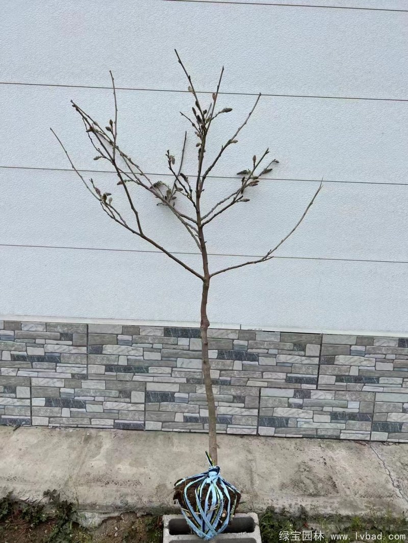 紫藤早春开花带花苞图片