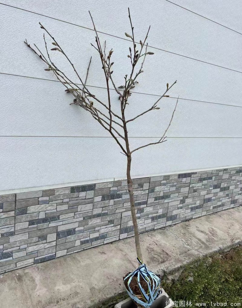 紫藤早春开花带花苞图片