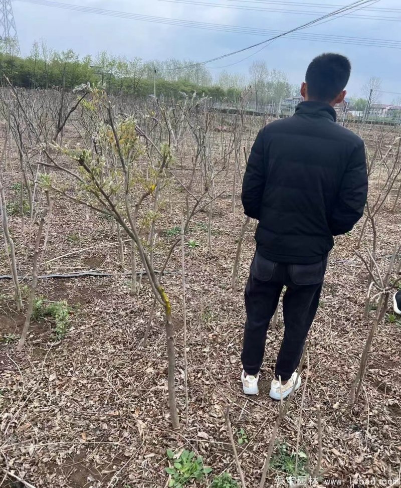 紫藤早春开花带花苞图片