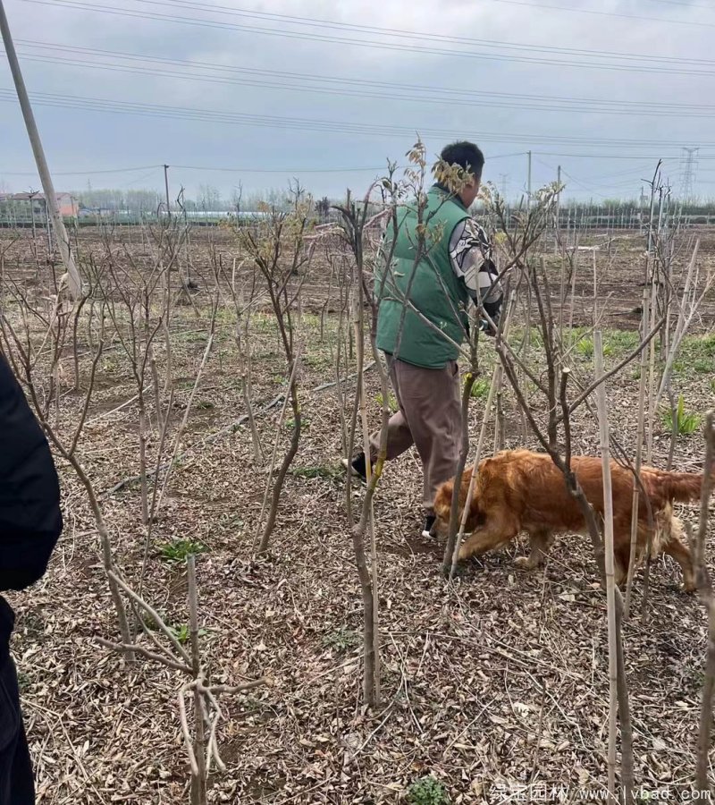 紫藤早春开花带花苞图片
