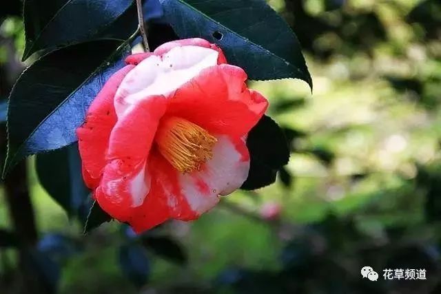 这花一年四季都盛开 养在家里花大艳美 江苏长景种业有限公司