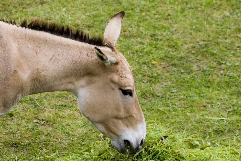 驴喜欢吃的草