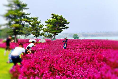 紫薇常见6个品种：翠薇、紫薇、银薇、赤薇；矮紫薇·天鹅绒紫薇