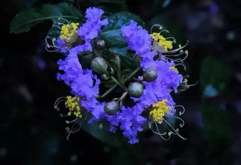 紫薇常见6个品种：翠薇、紫薇、银薇、赤薇；矮紫薇·天鹅绒紫薇