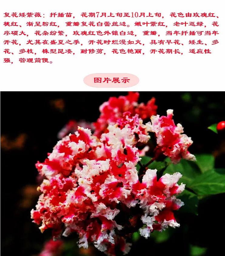 紫薇常见6个品种：翠薇、紫薇、银薇、赤薇；矮紫薇·天鹅绒紫薇