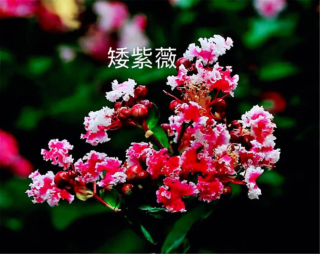 紫薇常见6个品种：翠薇、紫薇、银薇、赤薇；矮紫薇·天鹅绒紫薇