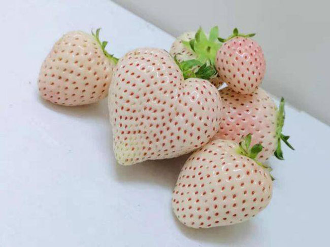 1569320393287117.jpg 白草莓市场行情怎么样?白草莓种植前景如何?