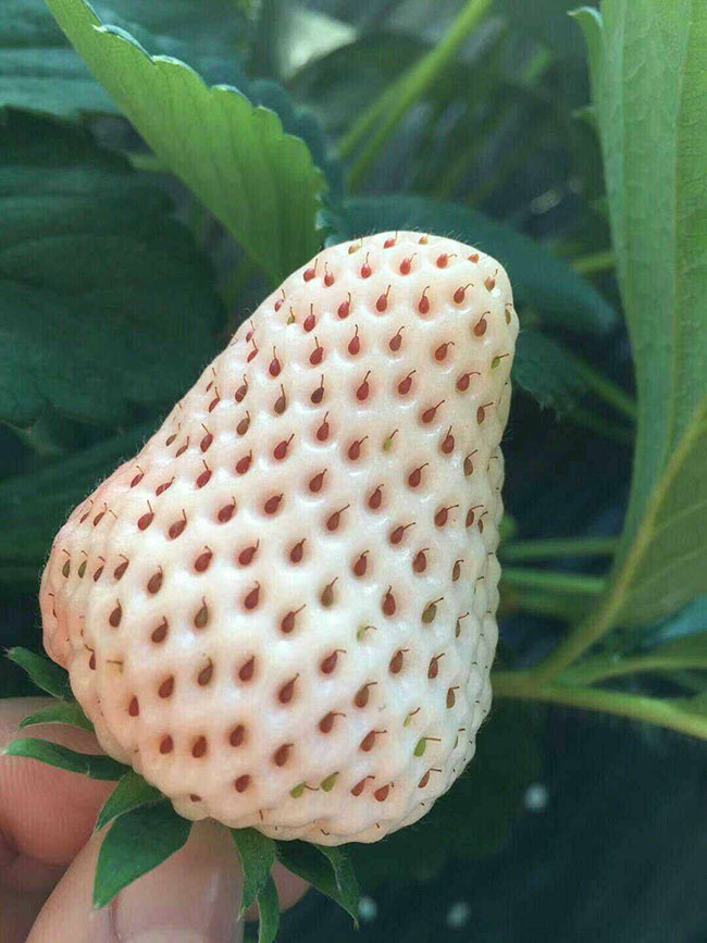 白草莓 白草莓