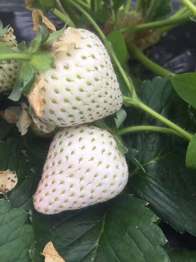 白草莓 白草莓