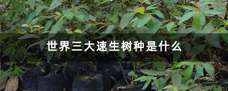 世界三大速生树种是什么 世界三大速生树种是什么