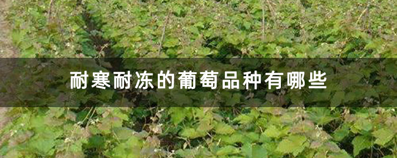 耐寒耐冻的葡萄品种有哪些 耐寒耐冻的葡萄品种有哪些