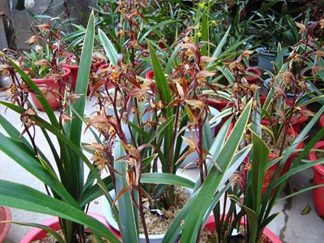 墨兰种植方法 墨兰种植方法