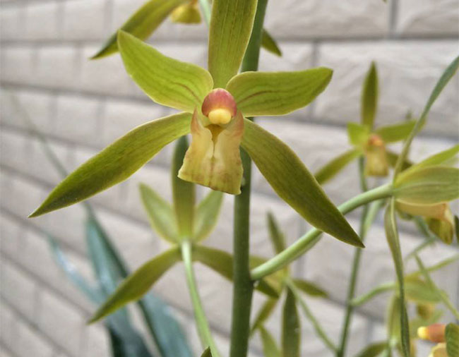 墨兰种植方法 墨兰种植方法