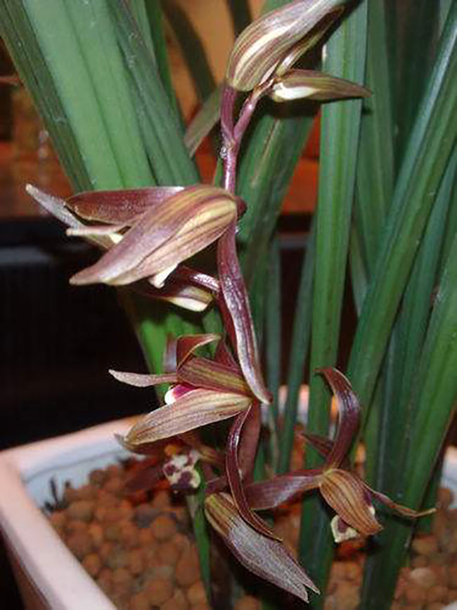 墨兰种植方法 墨兰种植方法