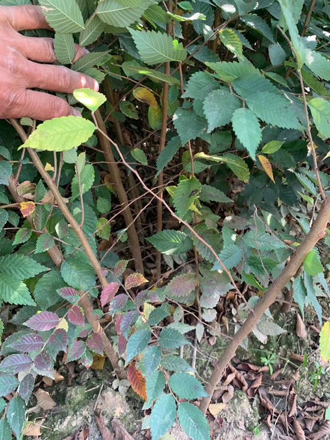 榉树是景区绿化中最常用园林植物,观赏价值极高,经常作为行道树或者观赏树,也可以群植栽种成风景。红榉树抗污染能力十分强悍,不仅树姿优美,高大雄伟,还可以吸收有害气体,抗风能力强,不易伏倒。那么,红榉树未来十年前景如何?红榉树种植多久成才?下面我们一起来看看吧! 一、红榉树未来十年前景如何? 1、观赏 红榉树生长快,树干通直,树姿优美,枝叶繁茂,春季开花,秋季叶子会变成红色,观赏性极高。 2、绿化 红榉树环境适应能力强,栽植应用广泛,不仅可以绿化种植,还有不错的抗污染、抗风能力,可吸收有害气体,改善空气质量,植株根深性,可以防风固土,经常用作护林带树种和水土保持树种。 3、经济 红榉树木材坚硬、有弹性、并且不会缩水,木材纹理清晰有光泽,可以用来制作很多家具和其他器具,经济价值很高。 4、前景 榉树的适应能力强,栽植地区广泛,发挥的绿化和生态价值比较明显,经常用作生态绿化树种栽植在各大场所,产量和需求量都非常大,种植前景不错。 二、红榉树种植多久成才? 红榉树分布地区广,目前主要分布在广东、广西、贵州、云南、安徽、湖北、湖南等地,南方地区栽植广泛。红榉树幼苗生长稍慢,种植6—7年后开始转快,树体七八十年不衰退,百年大树仍能正常结实。 三、2020红榉市场价格行情 南京市浦口区来云园艺场米径15公分红榉1600元一棵; 江苏 镇江句容地之缘苗木基地米径7公分红榉80元一棵; 宿迁宏洲园林绿化工程有限公司地径2公分红榉10元一棵; 江苏南京南京宝泉苗木苗圃场米径4公分红榉28元一棵; 江苏宿迁三叶园林植物有限公司米径12公分红榉600元一棵。 以上就是关于红榉树未来十年前景如何和红榉树种植多久成才的相关介绍,不同地区不同规格的红榉树价格不一样,具体要以当地行情为准。以上是中国花木网提供的红榉树基地最新报价信息,关注花木网可获得各产地商城实时报价,及时掌握苗木行情,做活苗木生意。 榉树是景区绿化中最常用园林植物,观赏价值极高,经常作为行道树或者观赏树,也可以群植栽种成风景。红榉树抗污染能力十分强悍,不仅树姿优美,高大雄伟,还可以吸收有害气体,抗风能力强,不易伏倒。那么,红榉树未来十年前景如何?红榉树种植多久成才?下面我们一起来看看吧! 一、红榉树未来十年前景如何? 1、观赏 红榉树生长快,树干通直,树姿优美,枝叶繁茂,春季开花,秋季叶子会变成红色,观赏性极高。 2、绿化 红榉树环境适应能力强,栽植应用广泛,不仅可以绿化种植,还有不错的抗污染、抗风能力,可吸收有害气体,改善空气质量,植株根深性,可以防风固土,经常用作护林带树种和水土保持树种。 3、经济 红榉树木材坚硬、有弹性、并且不会缩水,木材纹理清晰有光泽,可以用来制作很多家具和其他器具,经济价值很高。 4、前景 榉树的适应能力强,栽植地区广泛,发挥的绿化和生态价值比较明显,经常用作生态绿化树种栽植在各大场所,产量和需求量都非常大,种植前景不错。 二、红榉树种植多久成才? 红榉树分布地区广,目前主要分布在广东、广西、贵州、云南、安徽、湖北、湖南等地,南方地区栽植广泛。红榉树幼苗生长稍慢,种植6—7年后开始转快,树体七八十年不衰退,百年大树仍能正常结实。 三、2020红榉市场价格行情 南京市浦口区来云园艺场米径15公分红榉1600元一棵; 江苏 镇江句容地之缘苗木基地米径7公分红榉80元一棵; 宿迁宏洲园林绿化工程有限公司地径2公分红榉10元一棵; 江苏南京南京宝泉苗木苗圃场米径4公分红榉28元一棵; 江苏宿迁三叶园林植物有限公司米径12公分红榉600元一棵。 以上就是关于红榉树未来十年前景如何和红榉树种植多久成才的相关介绍,不同地区不同规格的红榉树价格不一样,具体要以当地行情为准。以上是中国花木网提供的红榉树基地最新报价信息,关注花木网可获得各产地商城实时报价,及时掌握苗木行情,做活苗木生意。