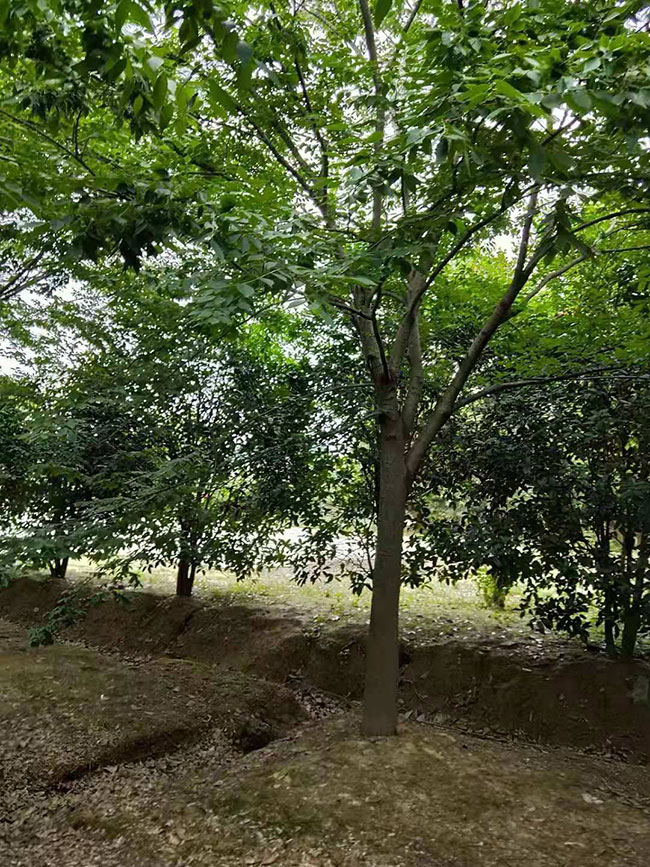 红榉树 红榉树