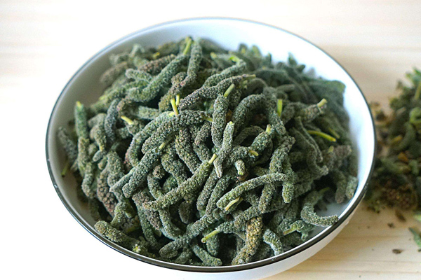 构树花 构树花