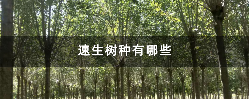 速生树种有哪些 速生树种有哪些