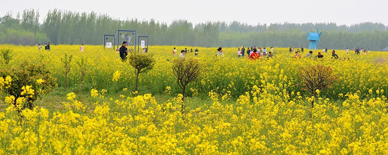 油菜花 油菜花