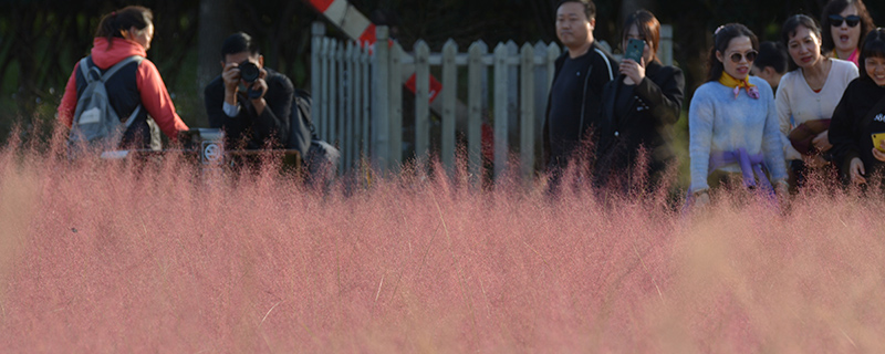 粉黛乱子草 粉黛乱子草