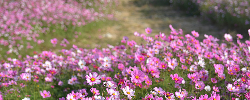 波斯菊 波斯菊