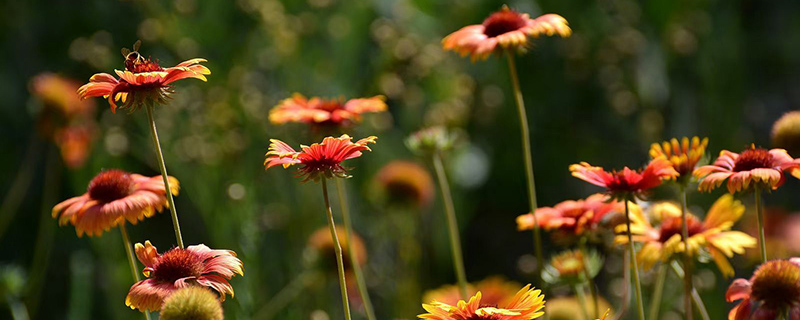 松果菊 松果菊