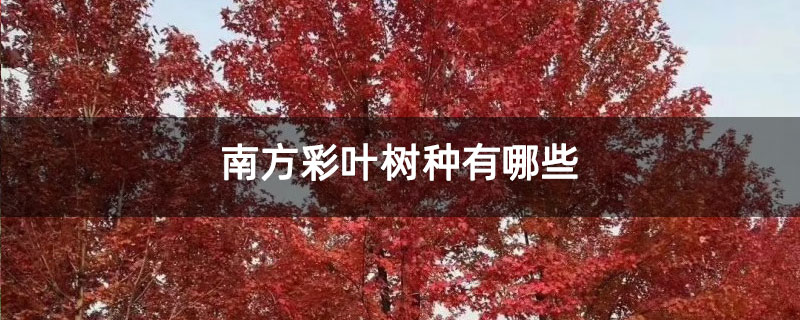 南方彩叶树种有哪些 南方彩叶树种有哪些