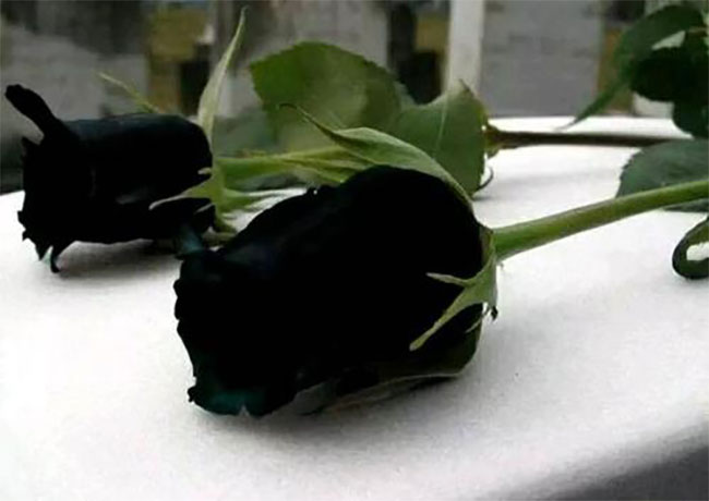 黑玫瑰的花语是什么?黑玫瑰的寓意和象征 黑玫瑰的花语是什么?黑玫瑰的寓意和象征
