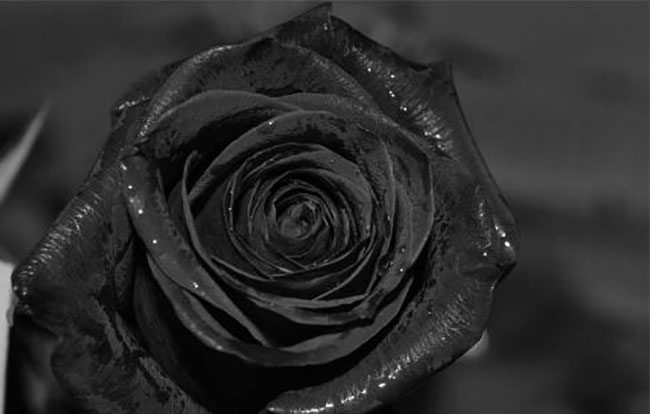 黑玫瑰的花语是什么?黑玫瑰的寓意和象征 黑玫瑰的花语是什么?黑玫瑰的寓意和象征
