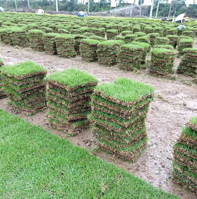 矮生百慕大和果岭草哪个好?百慕大与果岭草区别 矮生百慕大和果岭草哪个好?百慕大与果岭草区别