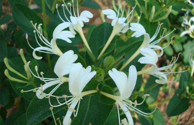 金银花金银花 金银花金银花