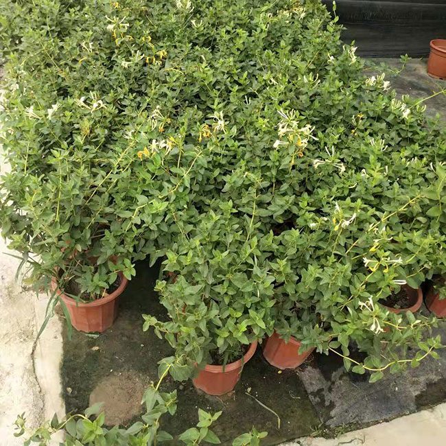 金银花 金银花