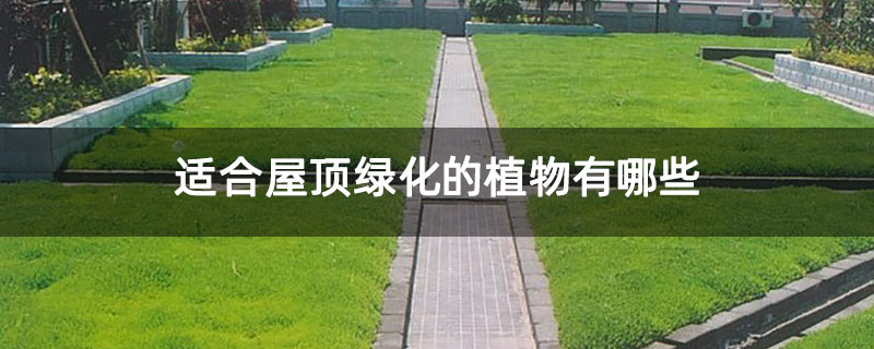 适合屋顶绿化的植物有哪些 适合屋顶绿化的植物有哪些