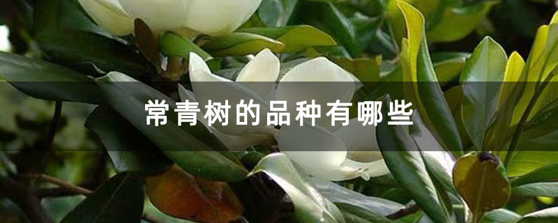 常青树的品种有哪些 常青树的品种有哪些
