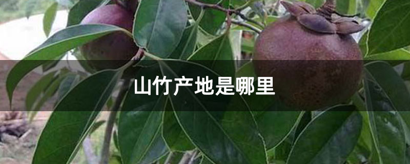 山竹产地是哪里 山竹产地是哪里