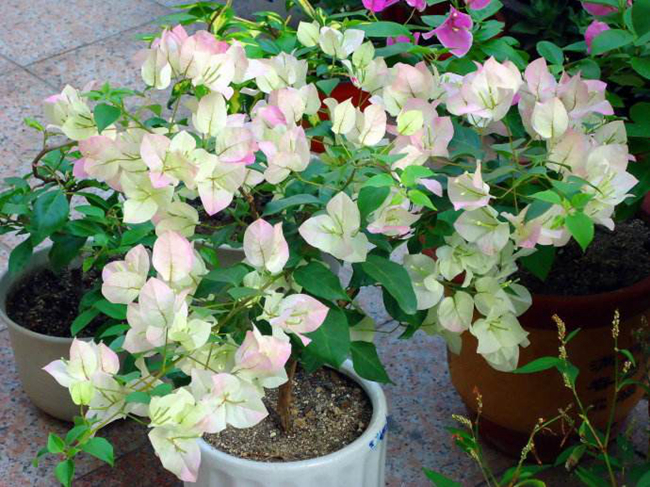 樱花三角梅.jpg 樱花三角梅.jpg