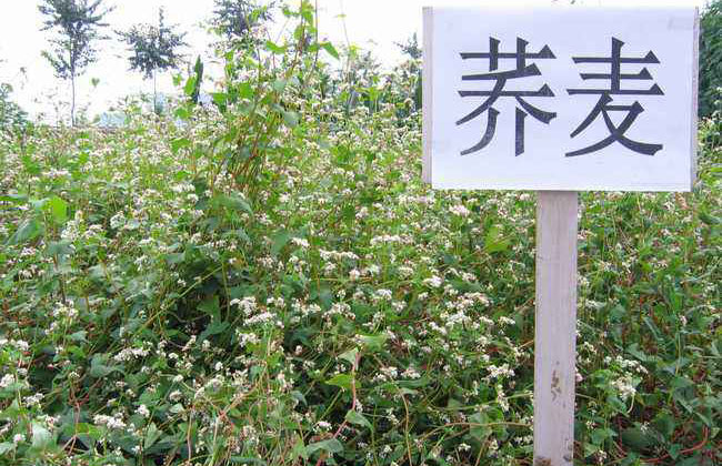 苦荞麦价格多少钱一棵?苦荞麦如何种植? 苦荞麦价格多少钱一棵?苦荞麦如何种植?
