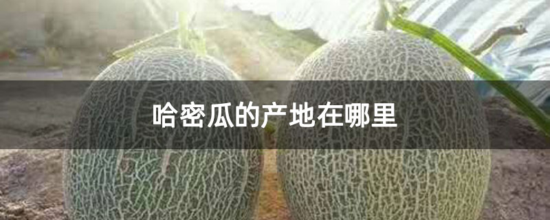 哈密瓜的产地在哪里 哈密瓜的产地在哪里