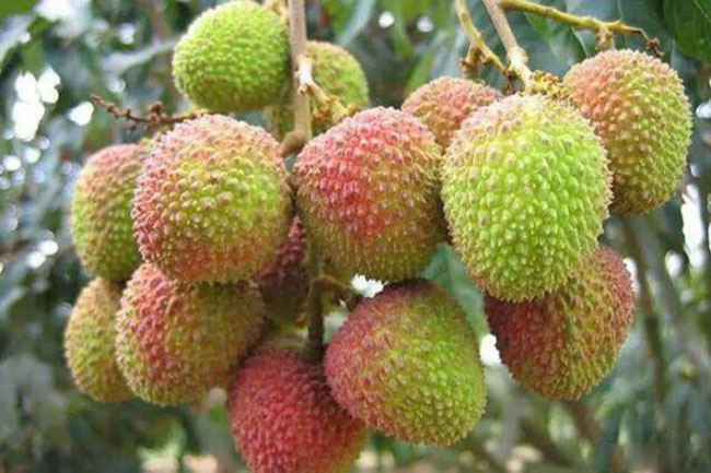 荔枝 荔枝