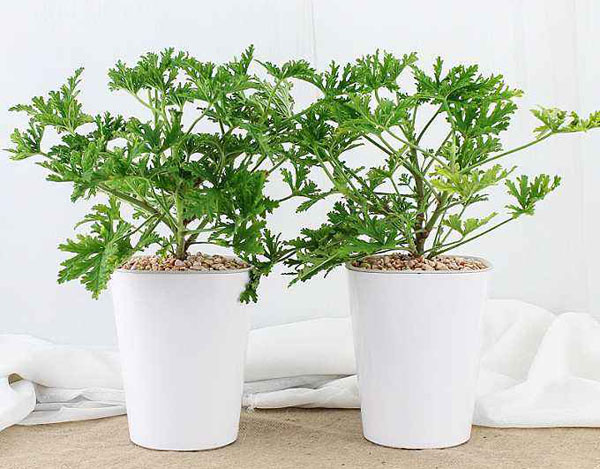 驱蚊草 驱蚊草