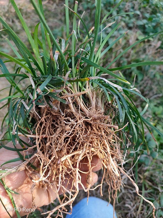 耐阴草坪品种有哪些?喜阴的草坪植物介绍 耐阴草坪品种有哪些?喜阴的草坪植物介绍
