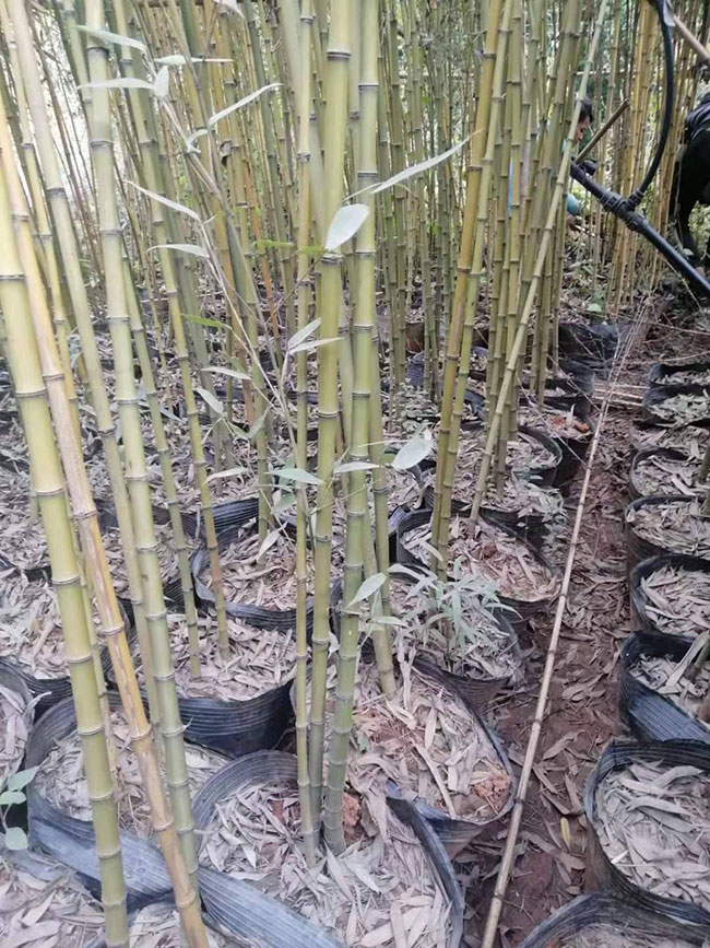 1竹子的象征意义是什么 1竹子的象征意义是什么