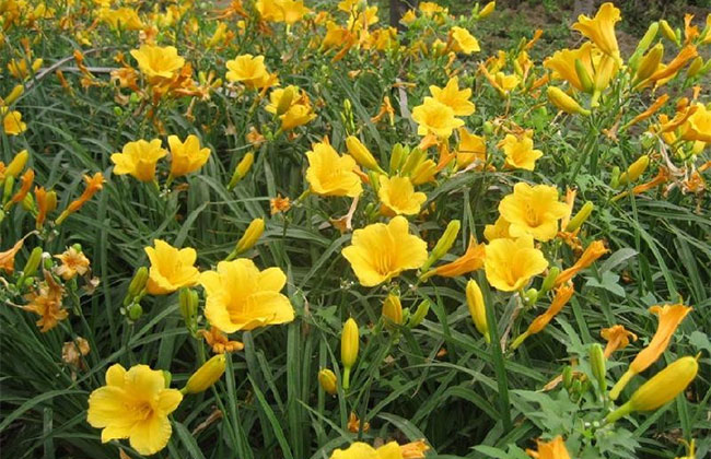 萱草的花语是什么?萱草的寓意和象征 萱草的花语是什么?萱草的寓意和象征