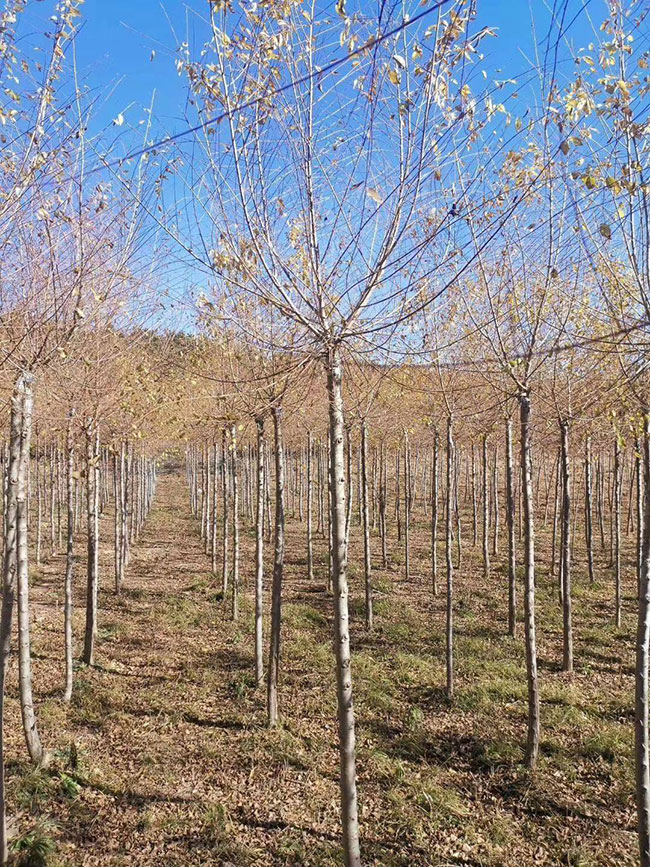 什么是白榆?家榆和白榆有什么区别? 什么是白榆?家榆和白榆有什么区别?