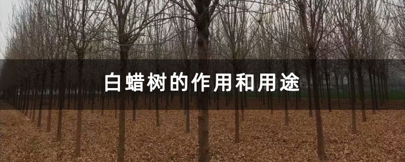 白蜡树的作用和用途 白蜡树的作用和用途