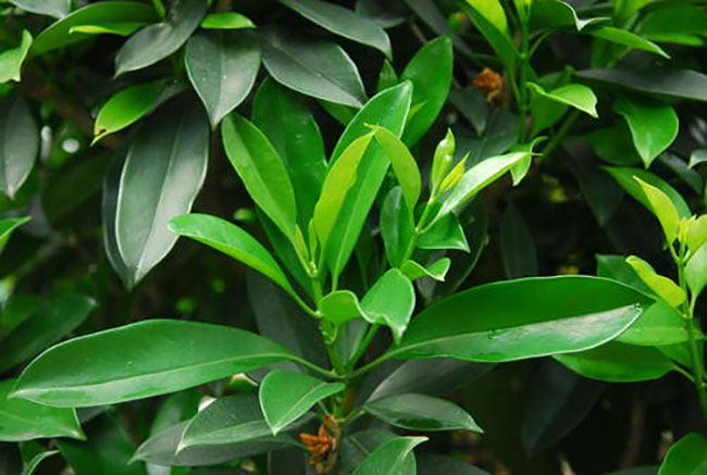 观音树是什么树?观音树种植前景分析 观音树是什么树?观音树种植前景分析