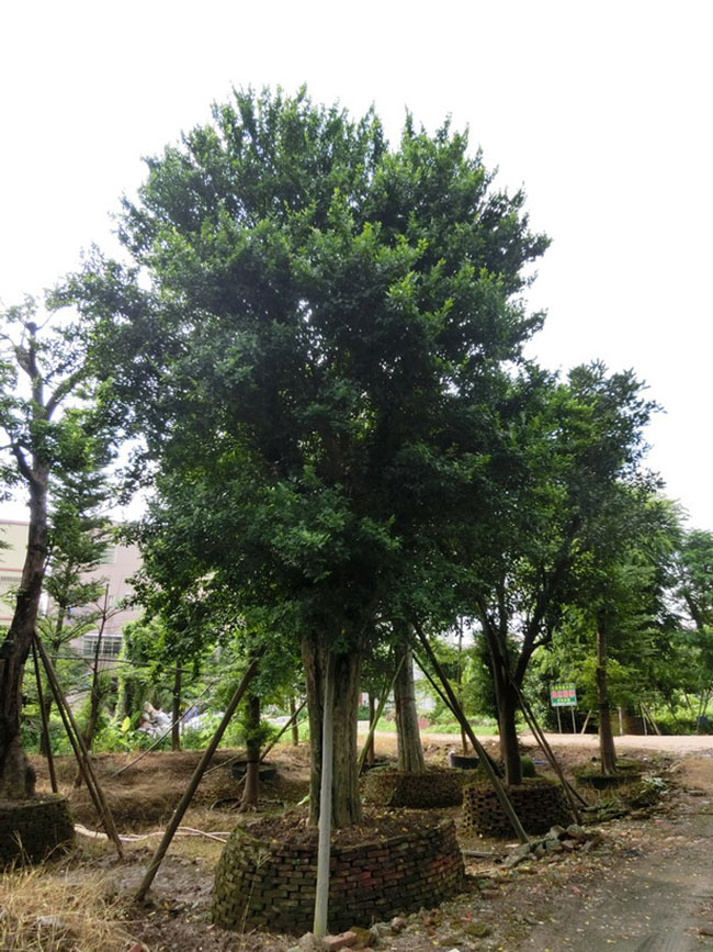 观音树是什么树?观音树种植前景分析 观音树是什么树?观音树种植前景分析